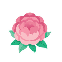 Soft Pink Peony Flower in Full Bloom with Lush Petals on White Background