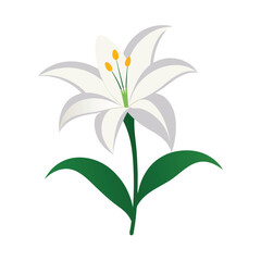 white lily on white background