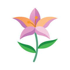 lily flower on white background