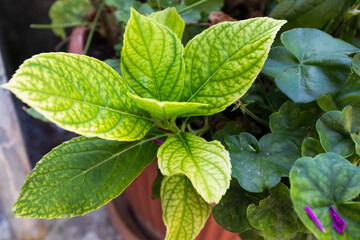 Variegated Hydrangea Leaves with Chlorosis – Green and Yellow Foliage in a Potted Garden Setting for publication, poster, calendar, post, screensaver, wallpaper, cover. High quality photography