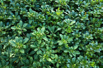 Japanese Mock Orange (Pittosporum tobira) Lush Green Foliage – Dense Evergreen Shrub for Landscaping, Hedges, and Ground Cover with Glossy Green Leaves. High quality photography