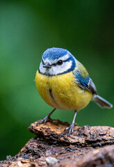 Obraz premium Blaumeise