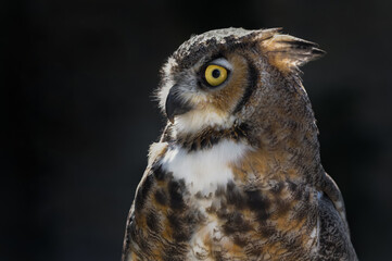 Great Horned Owl (Bubo virginianus) Looks to Left Head Tufts Back