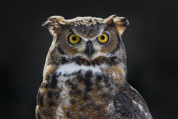 Great Horned Owl (Bubo virginianus)  Tufts on Head Pressed Back