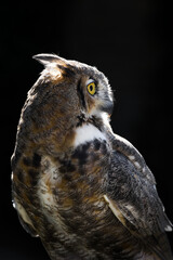 Obraz premium Great Horned Owl (Bubo virginianus) Looks Right Head Tufts Back