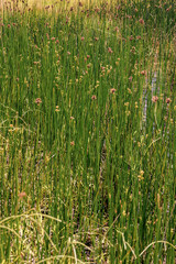 Obraz premium Top close-up view of some bur-reed growing at the edge of a lake, in a farm near the colonial town of Villa de Leyva, in central Colombia.