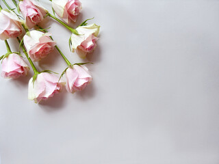 Delicate Pink Roses Arranged Elegantly Against a Minimalist White Background