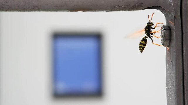 A wasp living in the pipes of residential multi-panel buildings poses a threat to the residents of the building, slow motion