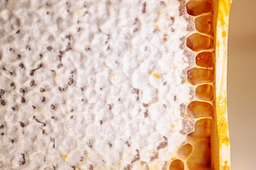 A close-up macro shot of a textured beeswax surface with a natural bumpy pattern and subtle color...