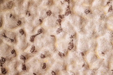 A close-up of a textured organic surface with a bumpy pattern and subtle color variations. The irregular shapes and soft details create an abstract and natural composition.