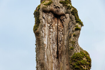 A close-up of an aged, hollow tree trunk with intricate textures and moss growth. The weathered bark and deep crevices create a dramatic, organic pattern against the pale sky.