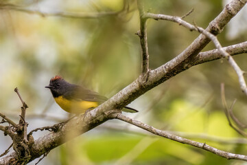 A small exotic slate-throated whitestart perched on an alder branch, in a forest in the eastern Andean mountains of central Colombia.