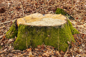 A large tree stump covered in green moss sits in a forest clearing, surrounded by fallen leaves and sawdust. The rough, broken surface reveals fresh cuts and jagged wood fibers.