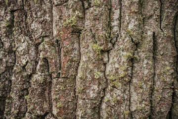 Close-up of tree bark with rough, textured patterns in shades of brown and gray. The detailed surface highlights the natural aging and ruggedness of the tree trunk.