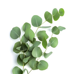 Eucalyptus leaves in a fresh green color on a white background with copy space