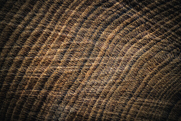 Fototapeta premium Close-up of a tree stump showing detailed growth rings and textured wood grain. The circular pattern reveals the tree's age and natural history, illuminated by warm lighting.
