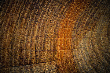 Fototapeta premium Close-up of a tree stump showing detailed growth rings and textured wood grain. The circular pattern reveals the tree's age and natural history, illuminated by warm lighting.