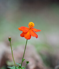 Cosmos sulphureus orange cosmos flower with vibrant orange petals in a garden.
