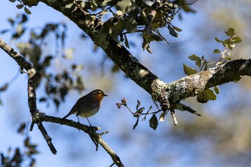 European robin (Erithacus rubecula) perched on a tree branch, surrounded by soft bokeh and natural light. A perfect moment of wildlife in a serene forest setting