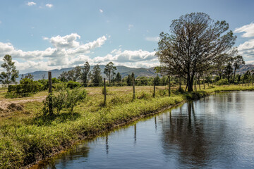 Long exposure of an acacia tree by a lake in a sunny afternoon, in a farm near the colonial town of Villa de Leyva in central Colombia.