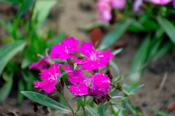 Dianthus barbatus sweet william flower with vibrant pink petals in a garden.