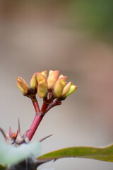 Early stage Euphorbia splendens budding yellow flowers in natural daylight.