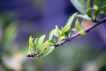 Fresh green leaves on a branch with vibrant foliage in a natural setting.