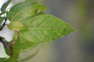 Ficus racemosa Indian fig tree with lush green foliage in a tropical garden.