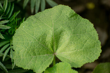 Alcea biennis hollyhock leaves with lush green foliage in a garden setting.