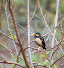 A bird resting on a tree branch in a quiet wilderness with lush green foliage.
