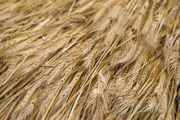Golden wheat field with abundant mature stalks ready for harvest
