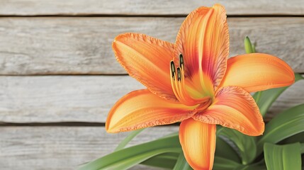 Obraz premium Vibrant Orange Daylily Flower Closeup Against Wooden Background