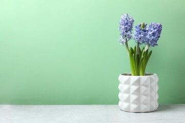 Beautiful hyacinth on the table