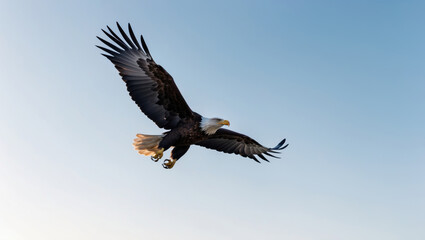 Obraz premium Eagle soaring high, expansive sky emphasizing its power. Minimalistic and striking wildlife photography.