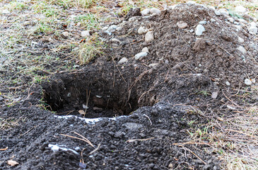 An excavated hole in the ground in early spring, prepared for the spring planting of new tree seedlings in a public park.