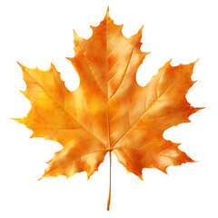 Fototapeta premium autumn leaf isolated white and transparent background
