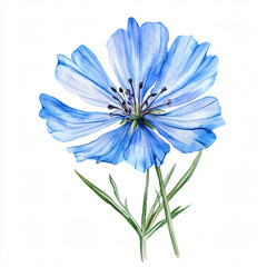 Obraz premium A Watercolor hand-painted blue chicory branch with purple flower painting illustration isolated on a white background, chicory illustration, AI painted