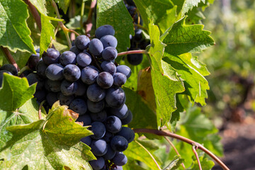 Ripe bunch of grapes on the vine