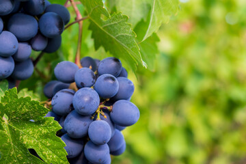 Ripe bunch of grapes on the vine