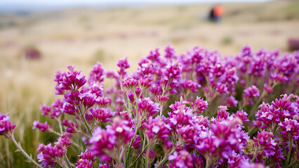 Field of purple wildflowers in focus with soft blur background, vibrant floral meadow in springtime bloom, nature landscape