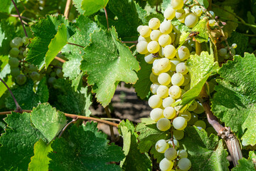 Ripe bunch of grapes on the vine