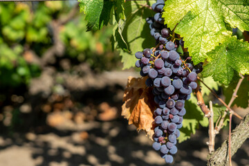 Ripe bunch of grapes on the vine