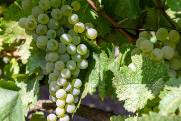Ripe bunch of grapes on the vine