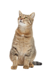 Isolated tabby cat sitting on a transparent background, looking up. Perfect for pet-related designs, advertising, and digital compositions.