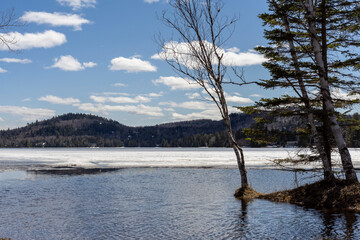 Melting ice on the lake, flooded trees