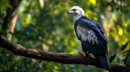 Mighty Harpy Eagle perched on a thick jungle branch its powerful talons gripping the bark its intense gaze scanning the dense rainforest below