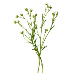 Obraz premium Delicate white flowers green stems botanical illustration isolated transparent background