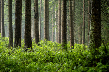 Raindrops cascade through pine branches onto lush green blueberry bushes below, creating a serene and refreshing atmosphere in this peaceful coniferous forest scene.