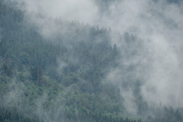 Misty clouds drift through dense forest clinging to mountainside, creating an ethereal scene where treetops emerge from the fog like islands in a white sea.