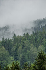 Misty clouds drift through dense forest clinging to mountainside, creating an ethereal scene where treetops emerge from the fog like islands in a white sea.
